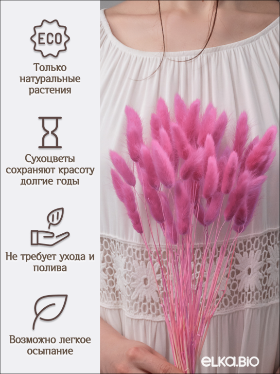 Лагурус розово-сиреневый 60 шт. Высший сорт. Высота 25-35 см М247