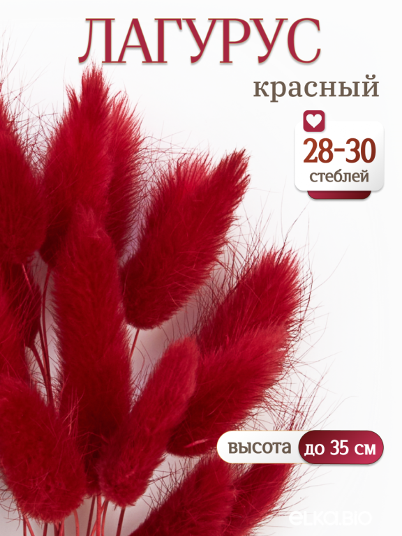 Лагурус красный 30 шт. Высший сорт. Высота 25-35 см М477