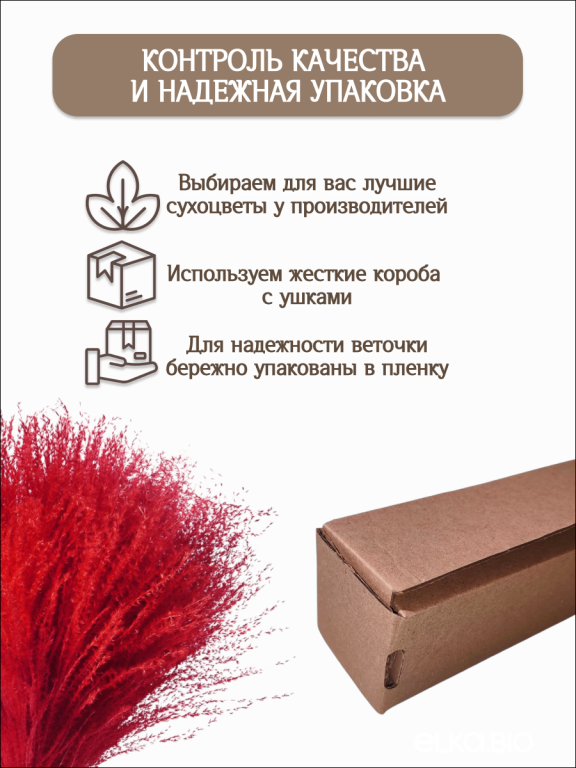Мискантус бордовый 30 шт. Высший сорт М040