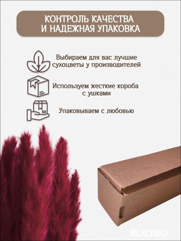Пампас мини бордовый марсала 15 шт. Высший сорт. Высота 40-50 см. М667