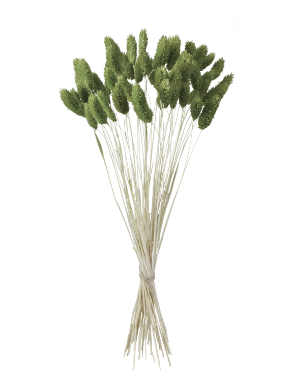 Фалярис оливковый 40 шт. Высший сорт М716