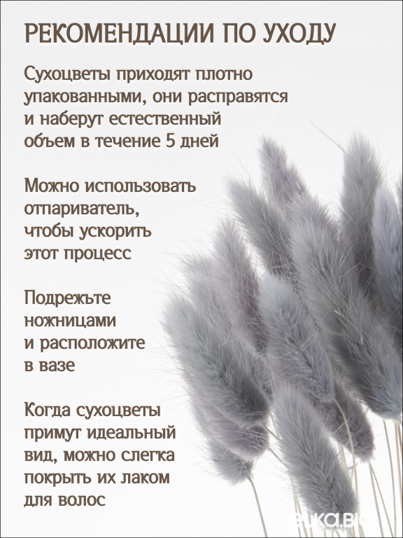 Лагурус серый 60 шт. Высший сорт. Высота 25-35 см М235
