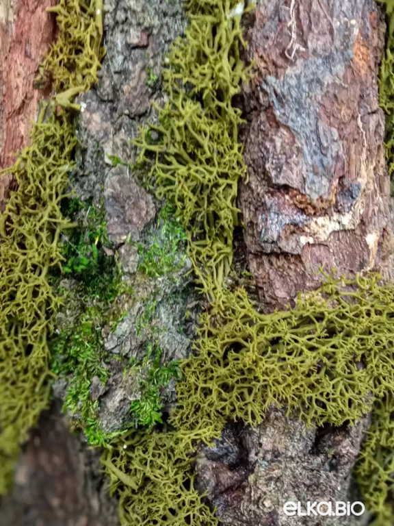 Настольная новогодняя елка из коры и мха Царь леса Т29-В12