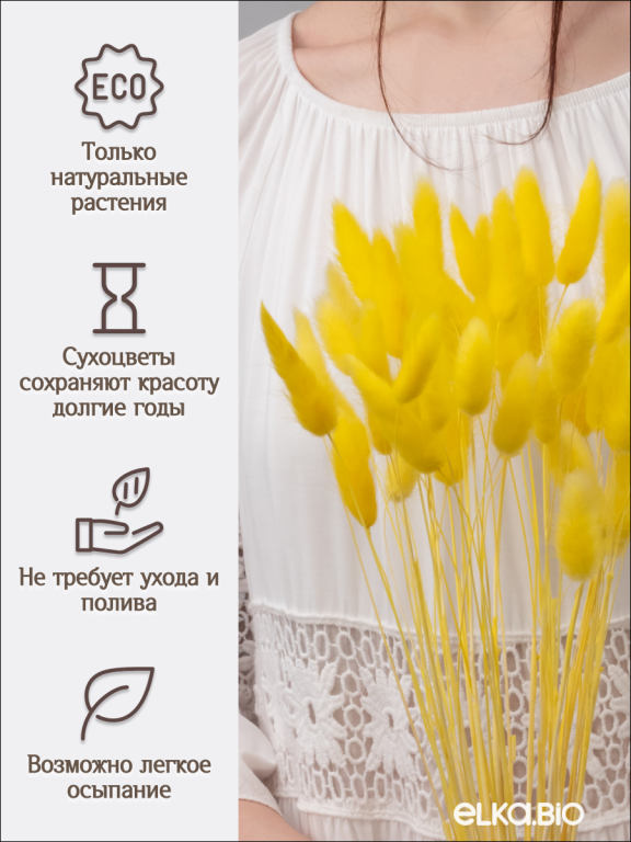 Лагурус жёлтый 60 шт. Высший сорт. Высота 25-35 см М227