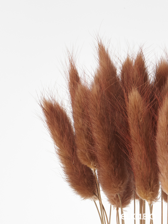 Лагурус шоколадный высший сорт - 60 шт Лагурус шоколадный высший сорт - 60 шт