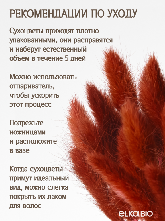 Лагурус бордово-коричневый 60 шт. Высший сорт. Высота 25-35 см М225