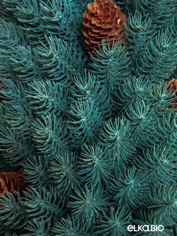 Настольная новогодняя елка из хвои и шишек Компакта (голубая) Т103-В74+65