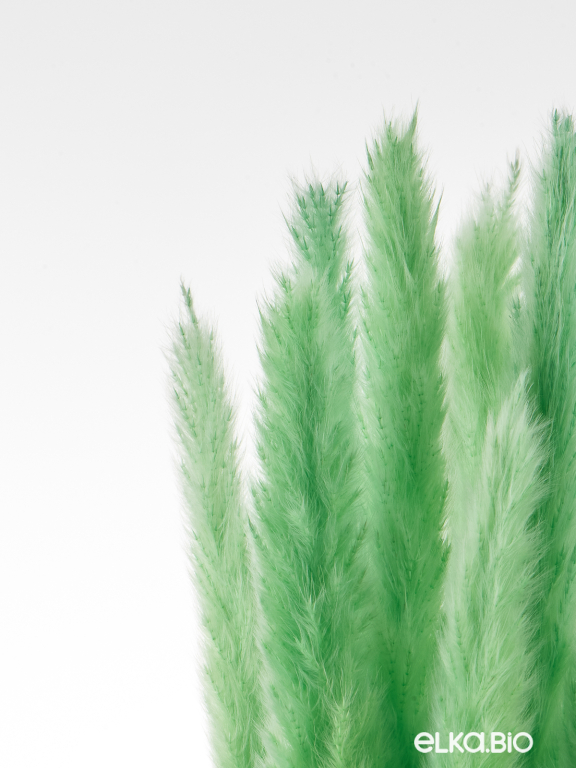 Трава сухоцвет пампас мини 90 шт. салатовый первый сорт