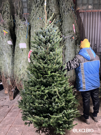 Пихта Фразера срезанная 2.25 - 2.50