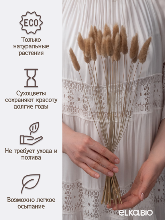 Лагурус натуральный 30 шт. Высший сорт. Высота 25-35 см М469