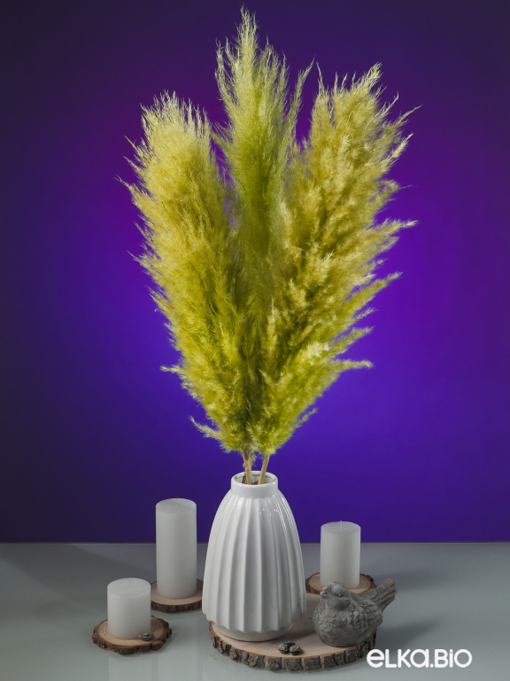 Пампасная трава кортадерия светло-зелёная (3шт) М155