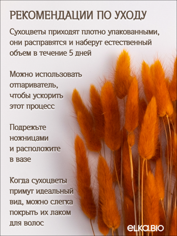 Лагурус оранжевый 60 шт. Высший сорт. Высота 25-35 см М232