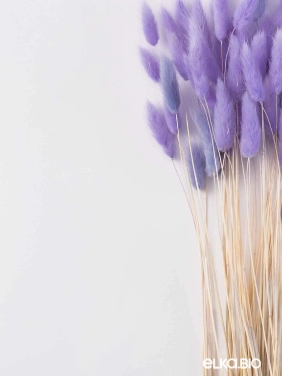 Лагурус сиреневый высший сорт - 60 шт