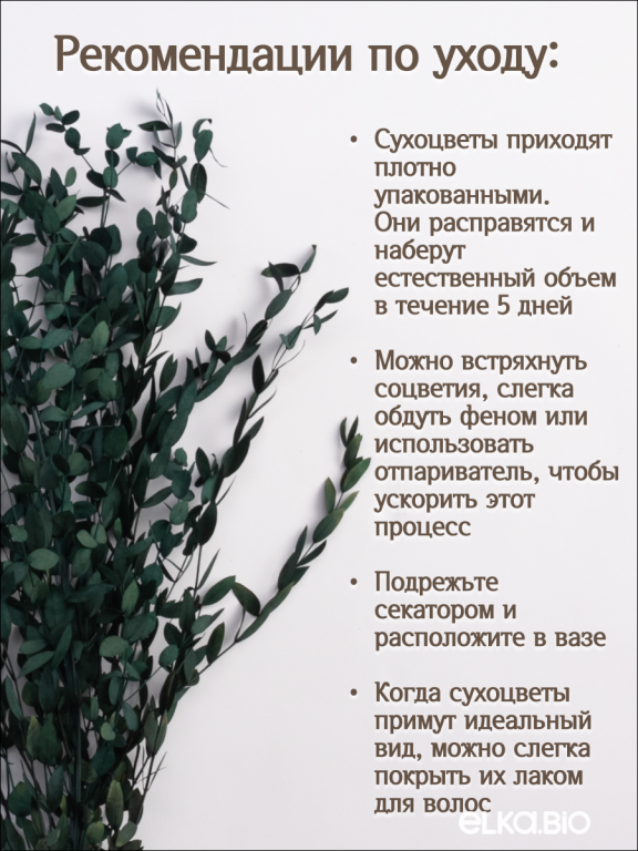 Эвкалипт парвифолия изумрудный  80г Высший сорт М055