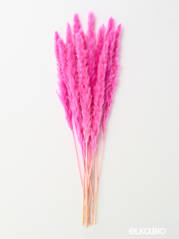 Трава сухоцвет пампас мини 15 шт. фуксия высший сорт Трава сухоцвет пампас мини 15 шт. фуксия высший сорт