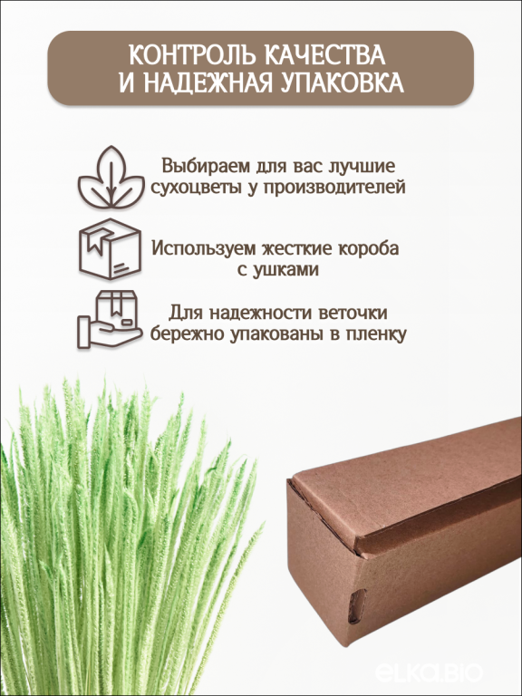 Алопекурус (тимофеевка) зелёный 150 шт. Высший сорт - до 50 см  М454