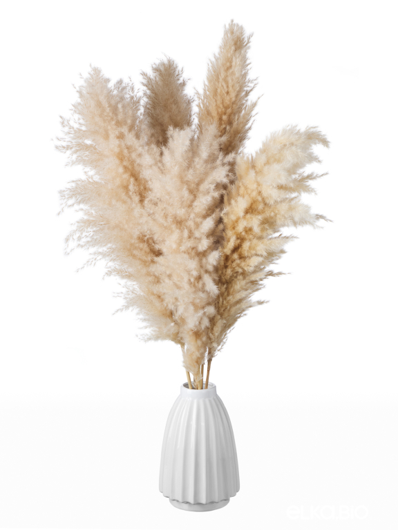 Пампасная трава кортадерия натуральная (5шт) М000 Пампасная трава кортадерия натуральная (5шт) М000