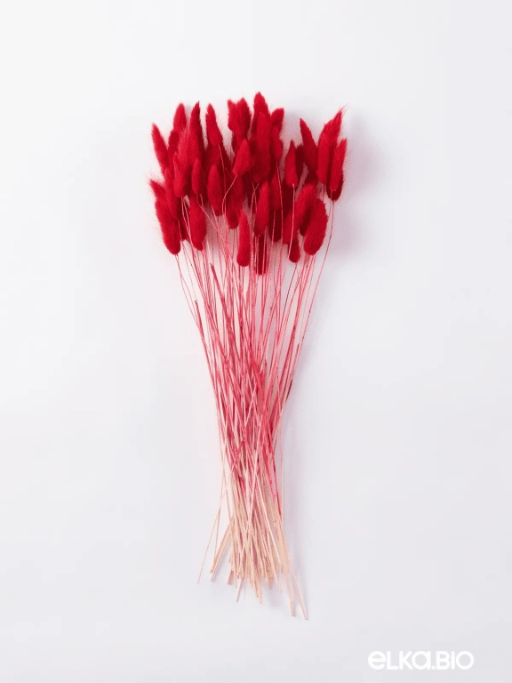 Лагурус красный высший сорт - 60 шт