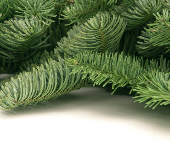 Лапник пихты Нобилис 5 кг.