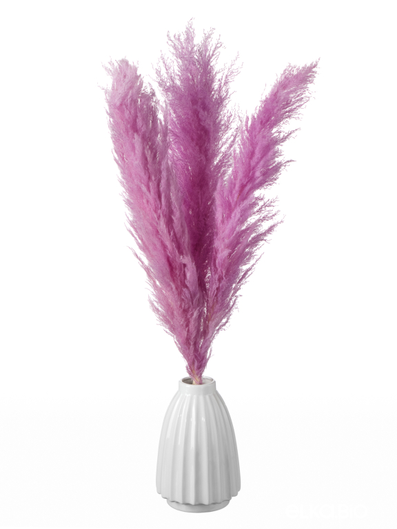 Пампасная трава кортадерия сиреневая (3шт) М156