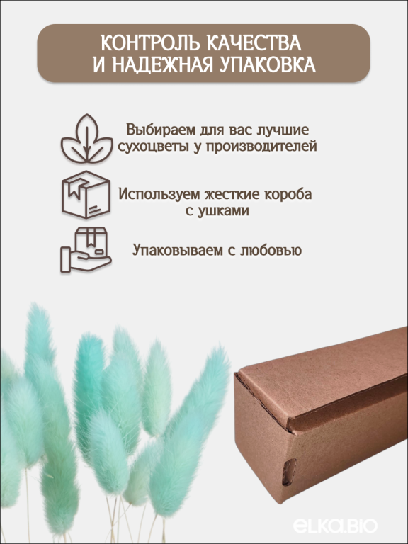 Лагурус светло-бирюзовый 30 шт. Высший сорт. Высота 25-35 см М480