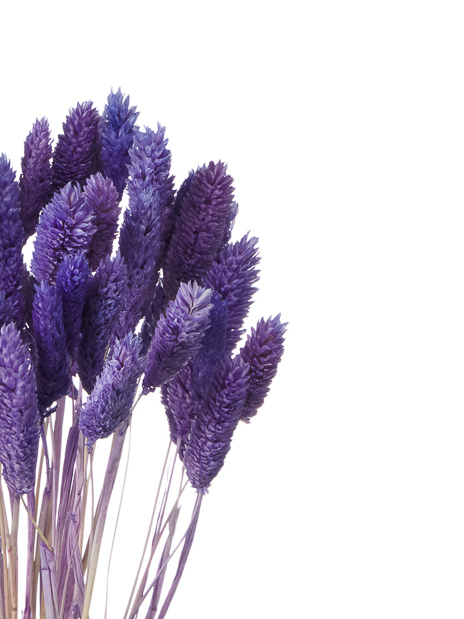 Фалярис сиреневый (40шт) М115