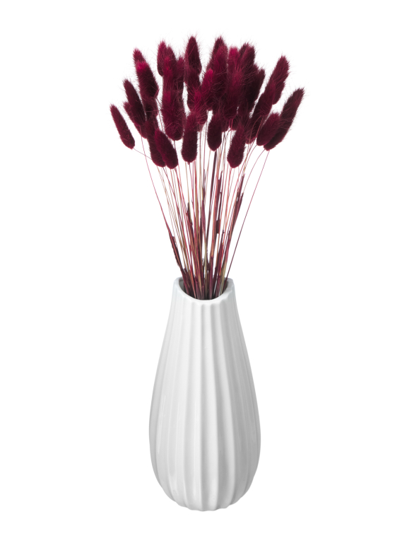 Лагурус бордовый марсала первый сорт - 300 шт