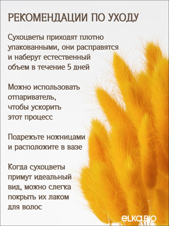 Лагурус тёмно-жёлтый 60 шт. Высший сорт. Высота 25-35 см М238