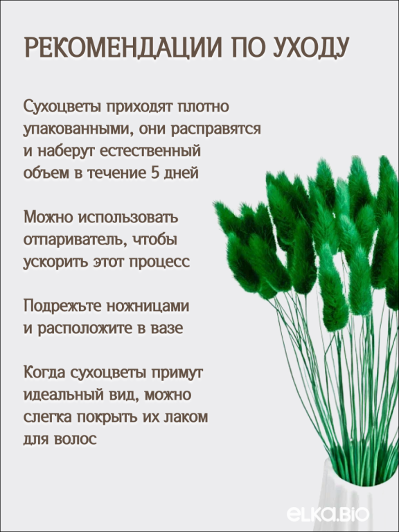Лагурус ярко-зеленый 60 шт. Высший сорт. Высота 25-35 см М248