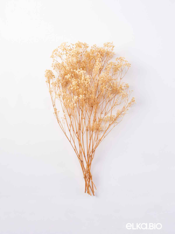 Гипсофила стабилизированная бежевая 140 гр. высший сорт М051