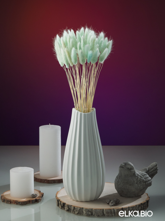 Лагурус светло-бирюзовый высший сорт - 60 шт