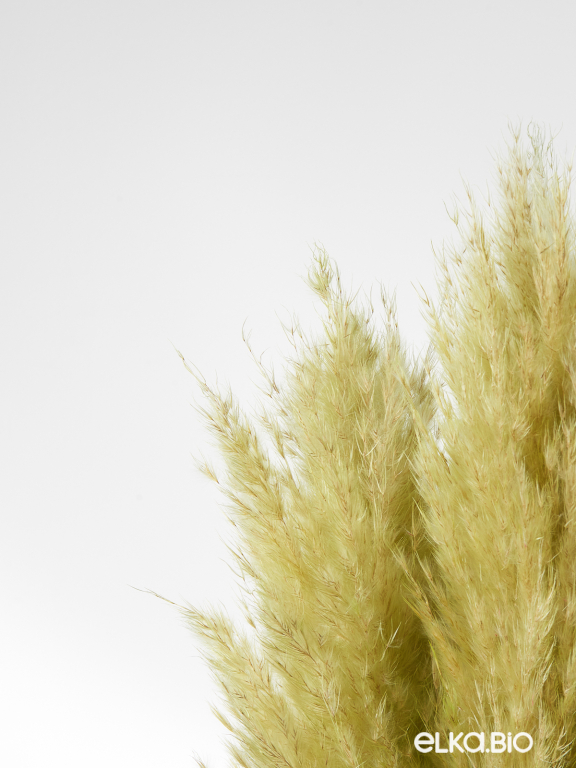 Пампасная трава кортадерия светло-зелёная (3шт) М155