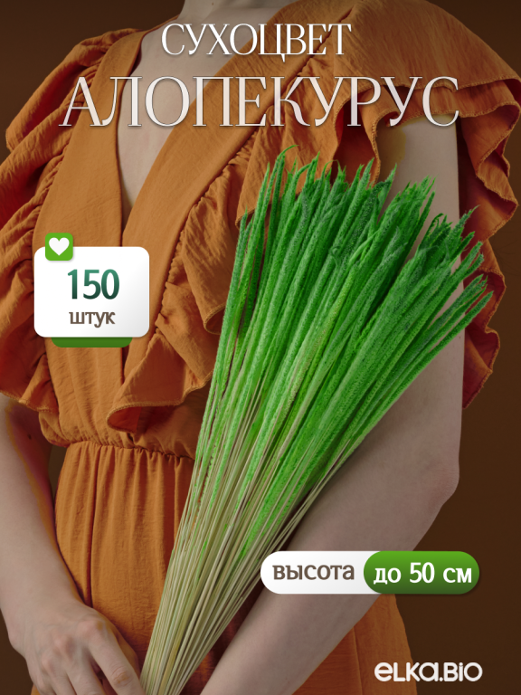 Алопекурус (тимофеевка) ярко-зеленый 150 шт. Высший сорт - до 50 см М730