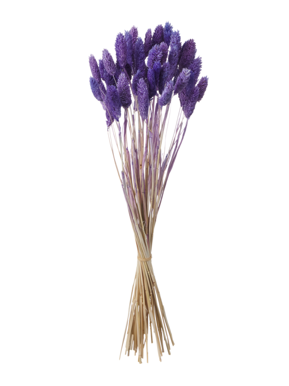 Фалярис сиреневый (40шт) М115