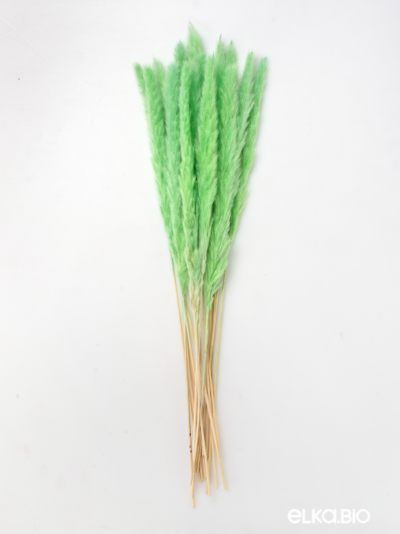 Трава сухоцвет пампас мини 15 шт. салатовый высший сорт
