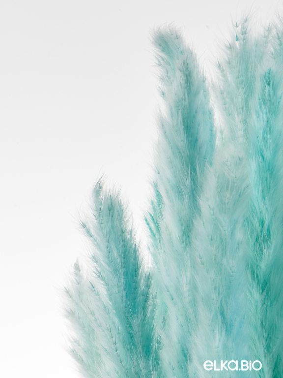 Трава сухоцвет пампас мини 90 шт. светло-бирюзовый первый сорт