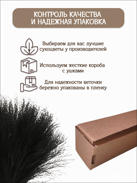 Мискантус чёрный 30 шт. Высший сорт М044