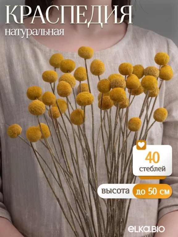 Краспедия натуральная 40 шт Краспедия натуральная 40 шт