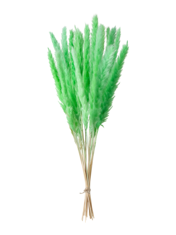 Трава сухоцвет пампас мини 90 шт. салатовый первый сорт