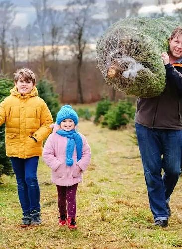 семья купила срезанную елку