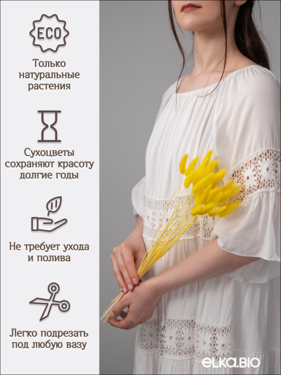 Лагурус желтый 30 шт. Высший сорт. Высота 40-50 см М010