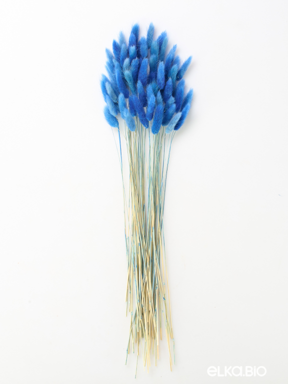 Лагурус синий высший сорт - 60 шт