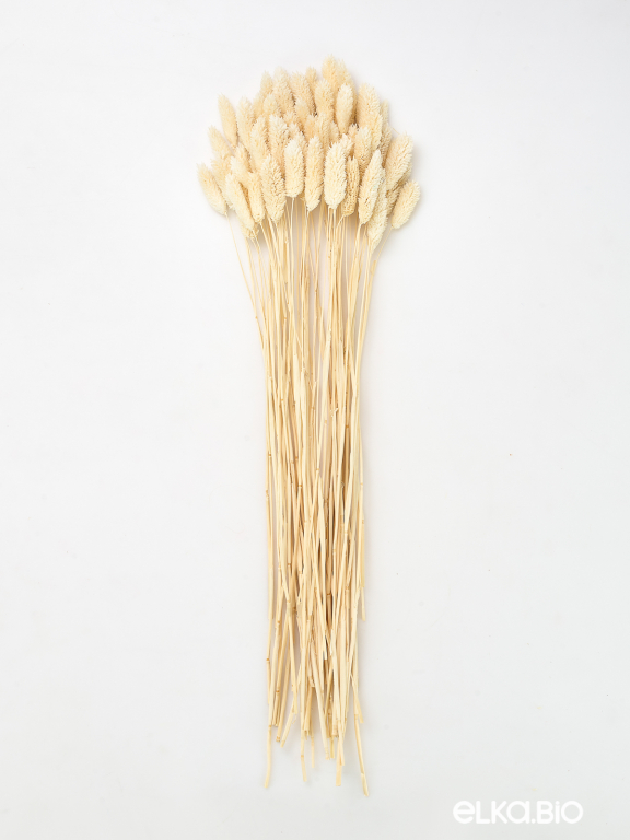 Фалярис белый  (40шт) М103