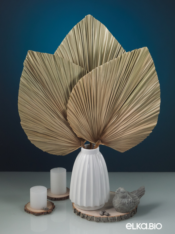 Лист веерной пальмы (3шт) М183