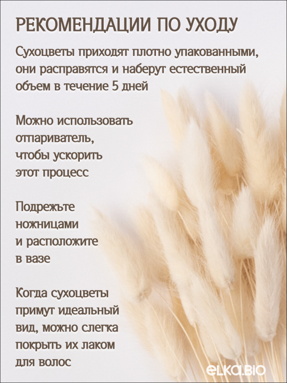 Лагурус белый 60 шт. Высший сорт. Высота 25-35 см М224