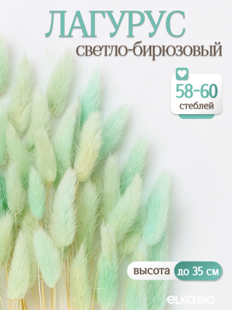 Лагурус светло-бирюзовый 60 шт. Высший сорт. Высота 25-35 см М234