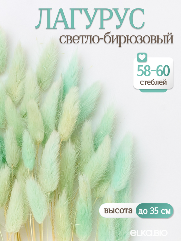 Лагурус светло-бирюзовый 60 шт. Высший сорт. Высота 25-35 см М234