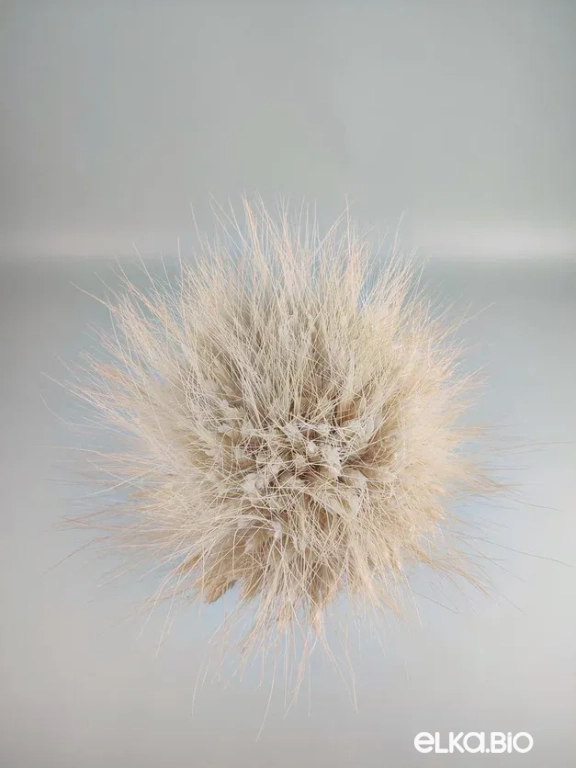 Букет из белой пшеницы Т240-B113