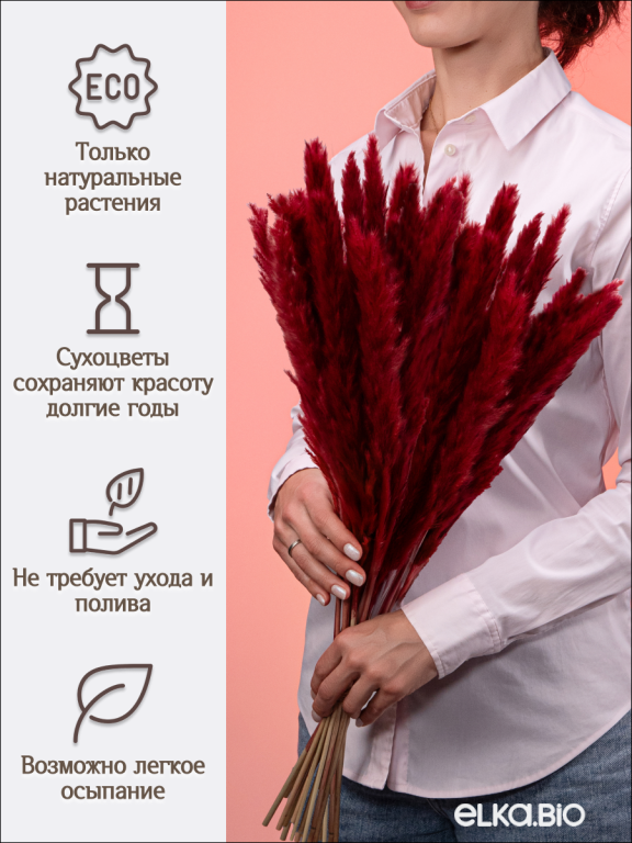 Пампас мини бордовый 45 шт. Высший сорт М270