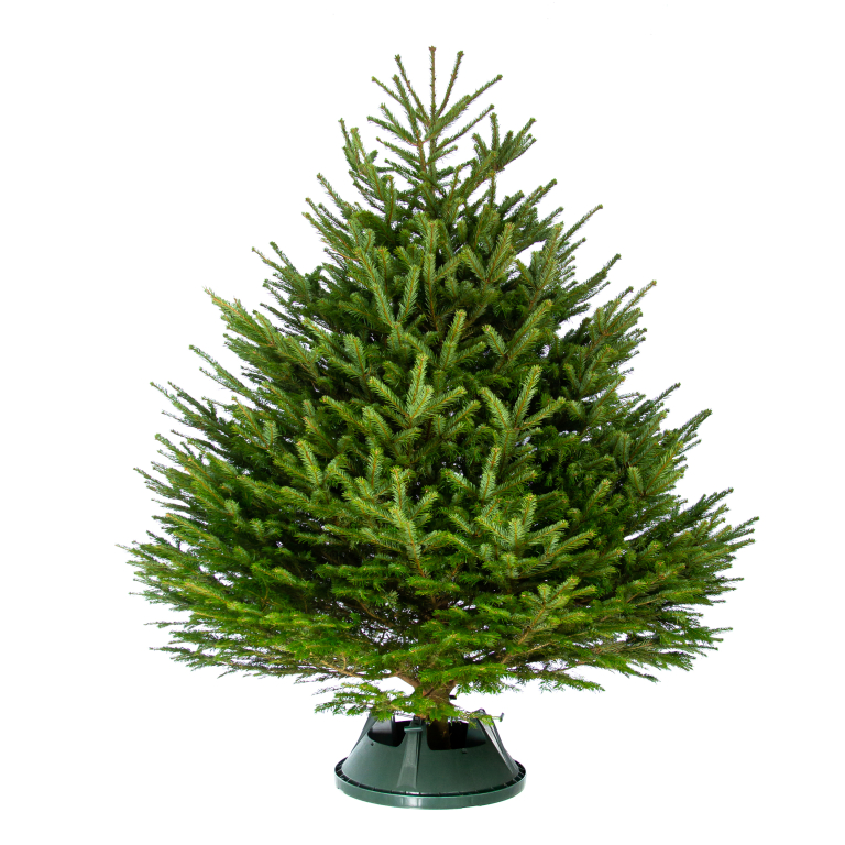 Пихта Нордмана срезанная Standard 1.50 - 1.75 метра (- 25%)